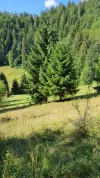 Building land For Sale - 517680 Scărisoara  RO Thumbnail 8